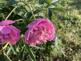 Sommer- Blumen haben blühte im das Garten foto