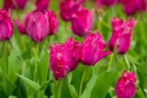 schön frisch Blume Hintergrund ein atemberaubend Array von blüht, Erstellen ein beschwingt und heiter Atmosphäre perfekt zum Hinzufügen Eleganz zu irgendein Gelegenheit oder Dekor foto