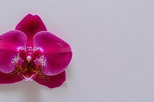 das Attrappe, Lehrmodell, Simulation von ein schön rot Orchidee auf leer Papier Vitrinen ein elegant Blumen- Design, perfekt zum kreativ Projekte foto