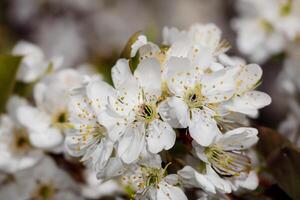 schön frisch Blume Hintergrund ein atemberaubend Array von blüht, Erstellen ein beschwingt und heiter Atmosphäre perfekt zum Hinzufügen Eleganz zu irgendein Gelegenheit oder Dekor foto