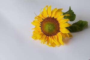 das strahlend Schönheit von ein Sonnenblume auf ein makellos Weiß Hintergrund erfasst das Wesen von der Natur froh Pracht Hervorheben das beschwingt Gelb Blütenblätter und kontrastieren dunkel Center foto