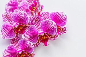 das Attrappe, Lehrmodell, Simulation von ein schön Rosa Orchidee auf leer Papier Vitrinen ein zart und elegant Blumen- Design. foto