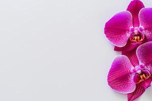 das Attrappe, Lehrmodell, Simulation von ein schön Rosa Orchidee auf leer Papier Vitrinen ein zart und elegant Blumen- Design. foto