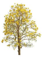 golden Trompete Baum isoliert auf Weiß foto