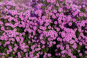 Hintergrund von schön vereinbart worden Blume und hell Farben ist Hintergrund zum Blume im schön vereinbart worden Garten beim Blume Festival. schön bunt Hintergrund mit Kopieren Raum zum Einfügen Text. foto