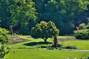 üppig Grün Garten mit prominent Baum foto