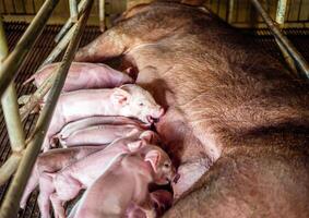 ein eine Woche alt Neugeborene Ferkel ist Säugling von es ist Mutter im Schwein Bauernhof, Nahaufnahme von klein Massen Ferkel Trinken Milch von Brust im das Bauernhof foto