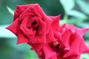 Tropfen von Wasser auf das rot Rose Blütenblätter. Sprühen Wasser auf ein schön rot Rose isoliert Über Natur Hintergrund foto