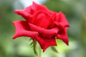 Tropfen von Wasser auf das rot Rose Blütenblätter. Sprühen Wasser auf ein schön rot Rose isoliert Über Natur Hintergrund foto