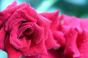 Tropfen von Wasser auf das rot Rose Blütenblätter. Sprühen Wasser auf ein schön rot Rose isoliert Über Natur Hintergrund foto