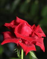 Tropfen von Wasser auf das rot Rose Blütenblätter. Sprühen Wasser auf ein schön rot Rose isoliert Über Natur Hintergrund foto