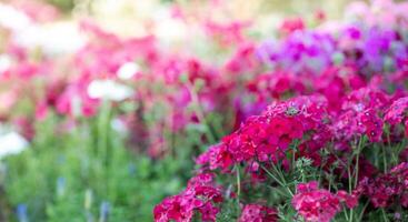 Natur Blumen- Hintergrund mit lebendig Rosa Magenta Nelke Blumen. selektiv Fokus. foto