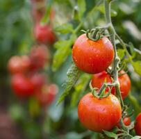 ein Bündel von Tomaten wachsend auf ein Ranke foto