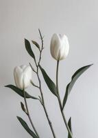 Gruppe von Weiß Tulpen mit Grün Blätter foto