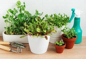 Innen- Kraut Garten Kit mit frisch Grün Pflanzen und Gartenarbeit Werkzeuge foto