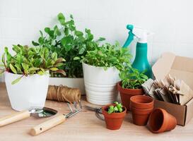 Innen- Kraut Garten Kit mit frisch Grün Pflanzen und Gartenarbeit Werkzeuge foto