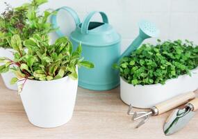 Innen- Kraut Garten Kit mit frisch Grün Pflanzen foto