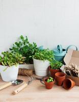 Innen- Kraut Garten Kit mit frisch Grün Pflanzen und Gartenarbeit Werkzeuge foto