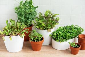 Innen- Kraut Garten Kit mit frisch Grün Pflanzen foto