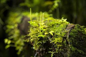 grüner moos wachsender baumzweig costa rica foto
