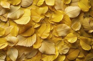 schließen oben von Gelb gefallen Blätter auf das Boden im Herbst foto