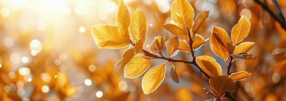 golden Herbst Blätter im Sonnenlicht foto