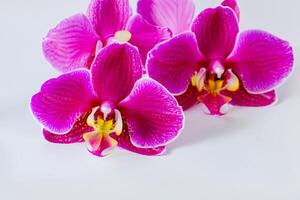das Attrappe, Lehrmodell, Simulation von ein schön Rosa Orchidee auf leer Papier Vitrinen ein zart und elegant Blumen- Design. foto