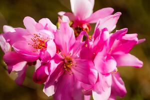 schön frisch Blume Hintergrund ein atemberaubend Array von blüht, Erstellen ein beschwingt und heiter Atmosphäre perfekt zum Hinzufügen Eleganz zu irgendein Gelegenheit oder Dekor foto