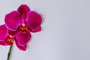 das Attrappe, Lehrmodell, Simulation von ein schön rot Orchidee auf leer Papier Vitrinen ein elegant Blumen- Design, perfekt zum kreativ Projekte foto