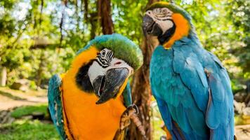 beschwingt Blau und Gelb Aras im ein üppig Wald, perfekt zum Tierwelt und tropisch Themen, passend zu zum Welt Papagei Tag und Biodiversität Bewusstsein Kampagnen foto