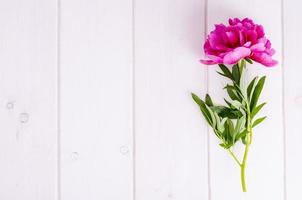 rosa Pfingstrose Blume auf weißem Holztisch. foto