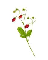 Erdbeerzweig mit reifen roten Beeren und grünen Blättern foto