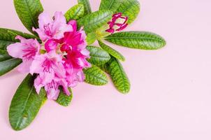 Rhododendronblume auf pastellrosa Hintergrund. Studiofoto. foto