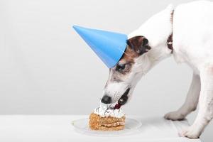 süßer Hund, der leckeren Geburtstagskuchen isst foto