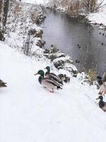 Winter. Enten im Schnee auf dem Fluss. Überwinterung der Vögel. foto