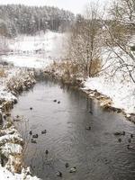 Winter. Enten im Schnee auf dem Fluss. Überwinterung der Vögel. foto