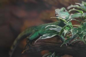 chinesischer Wasserdrache foto