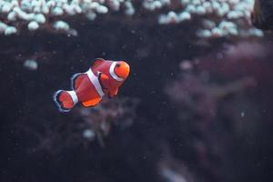 Ocellaris Clownfisch im Aquarium foto