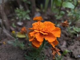 beschwingt Orange Blume ist absolut atemberaubend.it sieht aus damit heiter und voll von Leben. Natur noch nie scheitert zu überraschen foto