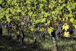 die Weinberge in der piemontesischen Langhe im Herbst zur Zeit der Weinlese