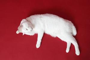 junge weiße Katze foto