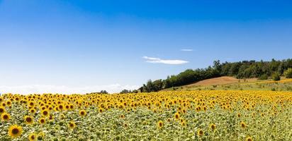 Sonnenblumenfeld in Italien. malerische Landschaft in der Toskana mit blauem Himmel.