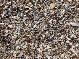 Meereskiesel und Muscheln und Sand foto