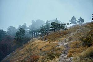 ein einsam Zahl aufsteigend ein neblig Hügel umgeben durch still Wald auf ein nebelig Morgen foto