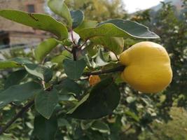 Quittenernte Obst foto