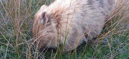 blonde Wombat in freier Wildbahn foto