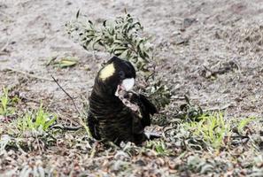 gelbschwanziger schwarzer Kakadu foto