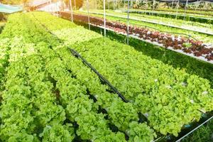 hydroponischer salat, der im garten wächst hydroponischer salatsalat organisch für gesunde lebensmittel, gewächshausgemüse auf wasserleitung mit grüner eiche und roter eiche. foto