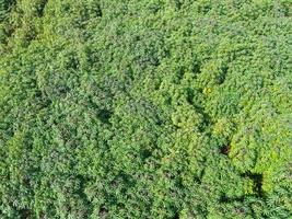 Draufsicht Maniokblätter von oben von Pflanzen in Grün, Vogelperspektive tropische Baumpflanze, Luftaufnahme der Maniokplantage grüne Felder Natur landwirtschaftlicher Bauernhof Hintergrund foto