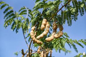 Tamarindenbaum, reife Tamarindenfrucht auf Baum mit Blättern im Sommerhintergrund, Tamarindenplantage landwirtschaftlicher Bauernhof Obstgarten tropischer Garten